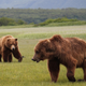 Illustration for article titled Please Enjoy This Gallery Of Amazing Bear Photos